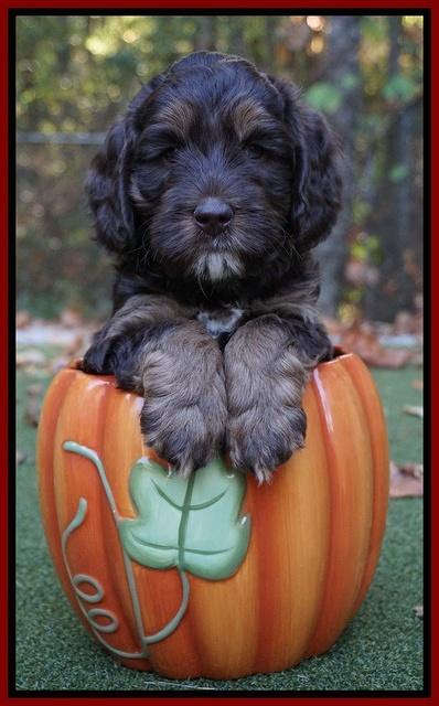 Shelby Duke pups 6 wks old 51