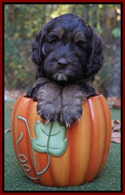 Shelby Duke pups 6 wks old 71