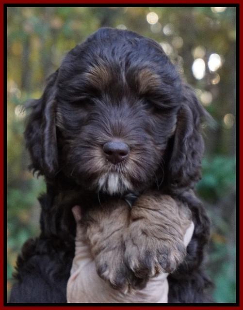 Shelby Duke pups 7 wks old 121