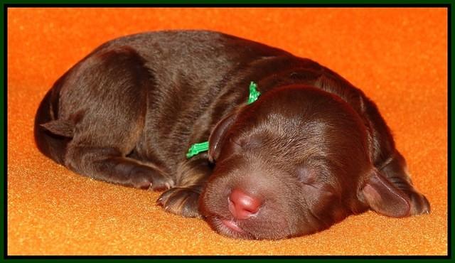 Shelby Duke Newborn puppy 141
