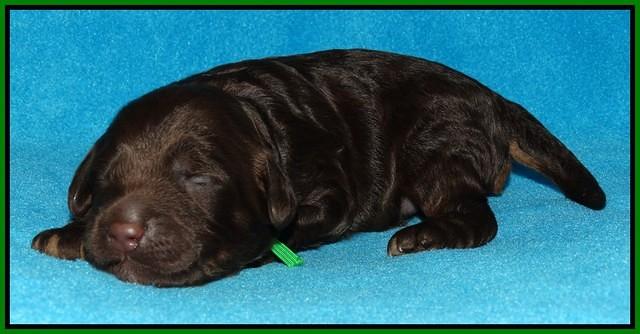 Shelby Duke pups 1 wk old 121