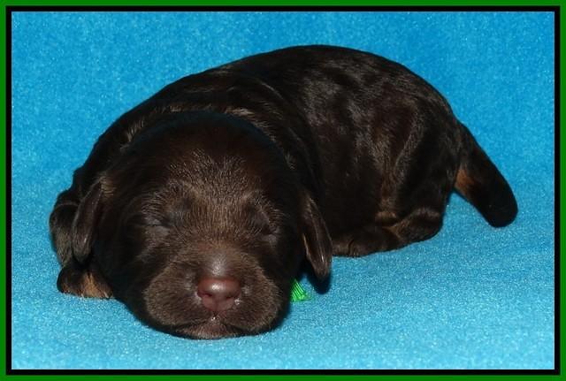 Shelby Duke pups 1 wk old 141