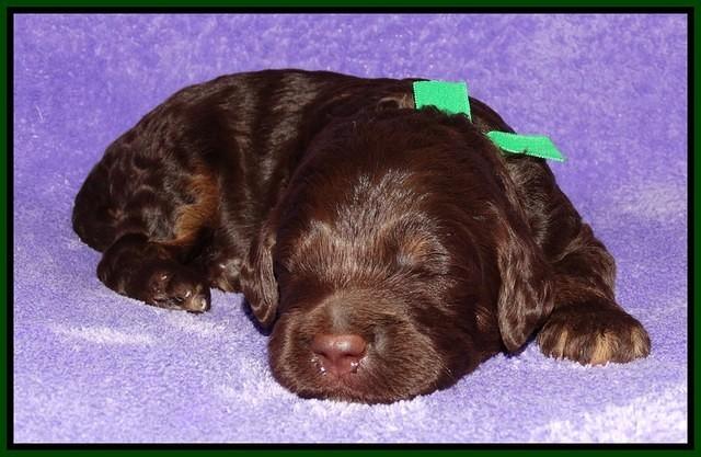 Shelby Duke pups 2 wks old 111