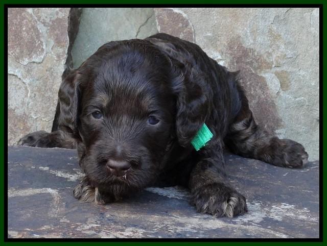 Shelby Duke pups 3 wks old 101