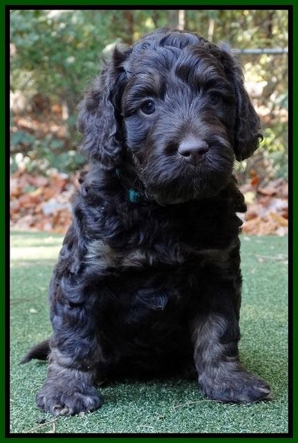 Shelby Duke pups 5 wks old131