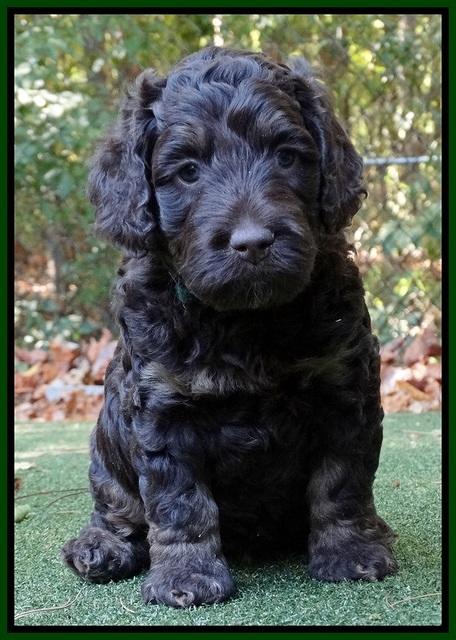 Shelby Duke pups 5 wks old151