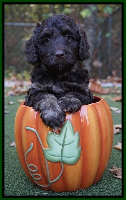 Shelby Duke pups 6 wks old 161