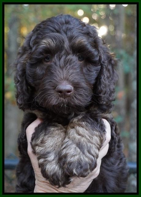 Shelby Duke pups 7 wks old 211