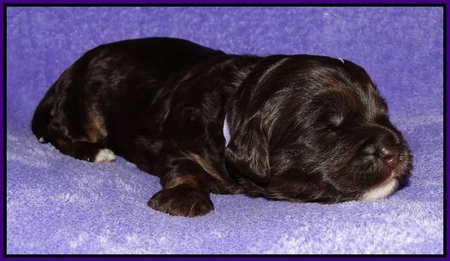Shelby Duke pups 2 wks old 151