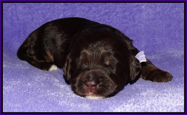 Shelby Duke pups 2 wks old 161