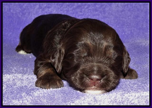 Shelby Duke pups 2 wks old 171
