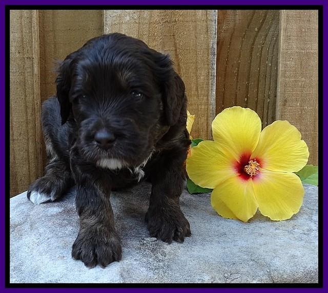 Shelby Duke pups 4 wks old 111