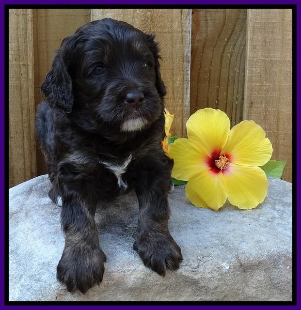 Shelby Duke pups 4 wks old 91