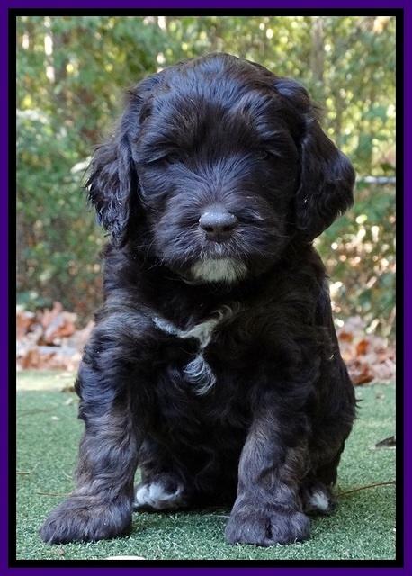 Shelby Duke pups 5 wks old161