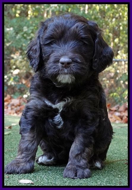 Shelby Duke pups 5 wks old171