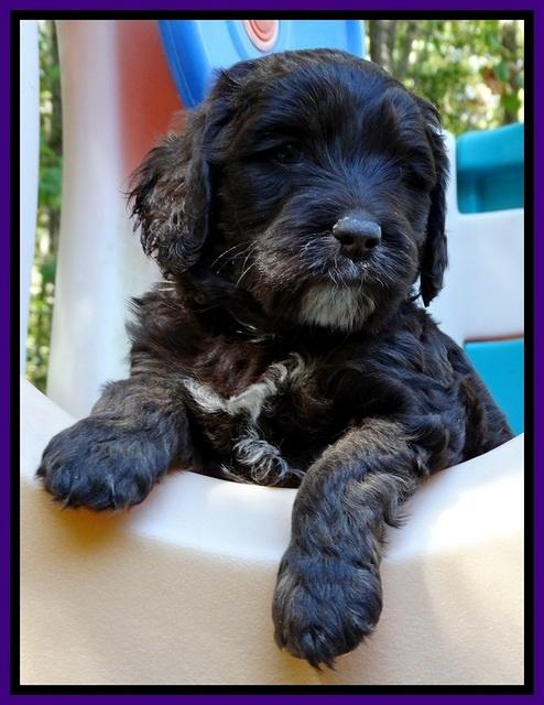 Shelby Duke pups 5 wks old191