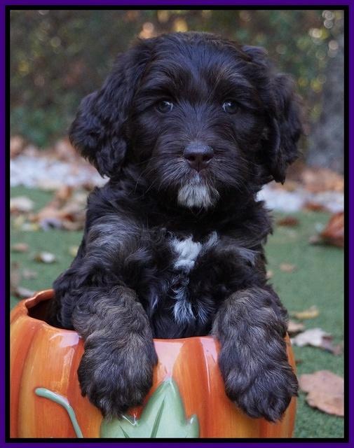 Shelby Duke pups 6 wks old 101