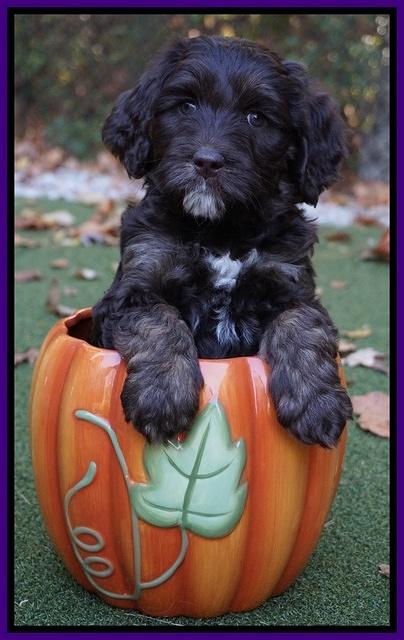 Shelby Duke pups 6 wks old 81