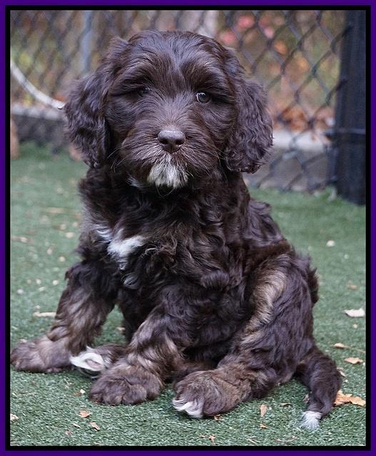 Shelby Duke pups 7 wks old 171