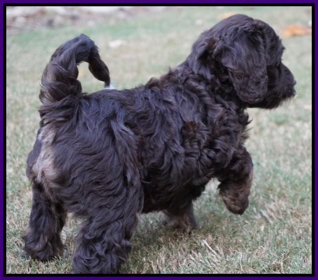 Shelby Duke pups 7 wks old 191