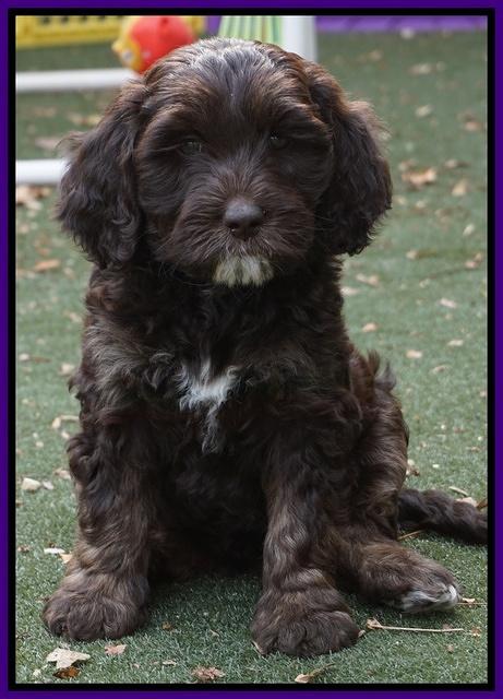 Shelby Duke pups 7 wks old 211