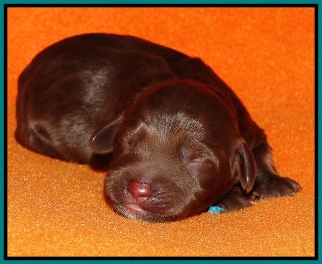 Shelby Duke Newborn puppy 191