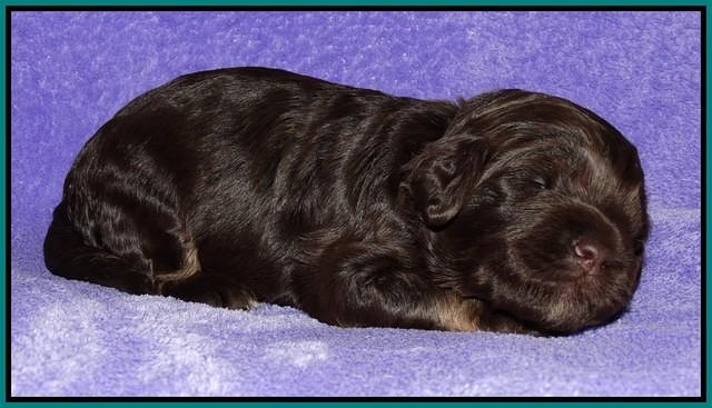 Shelby Duke pups 2 wks old 191