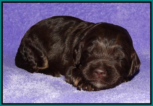 Shelby Duke pups 2 wks old 201