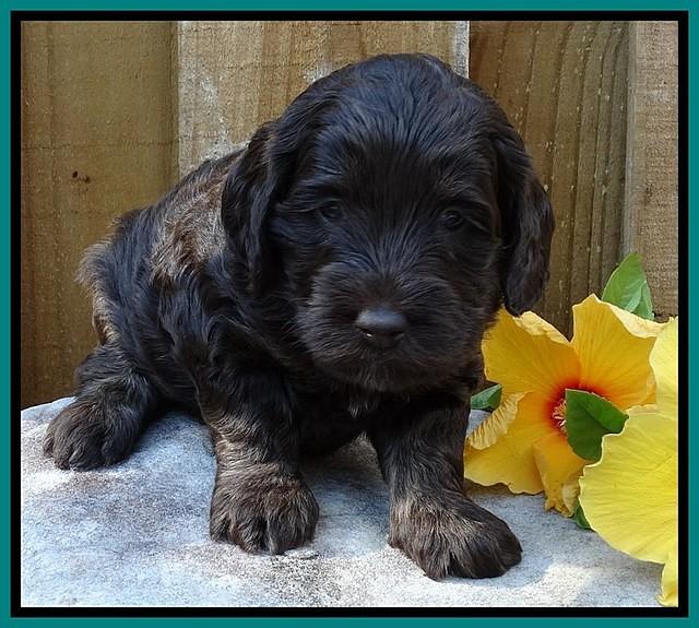 Shelby Duke pups 4 wks old 81