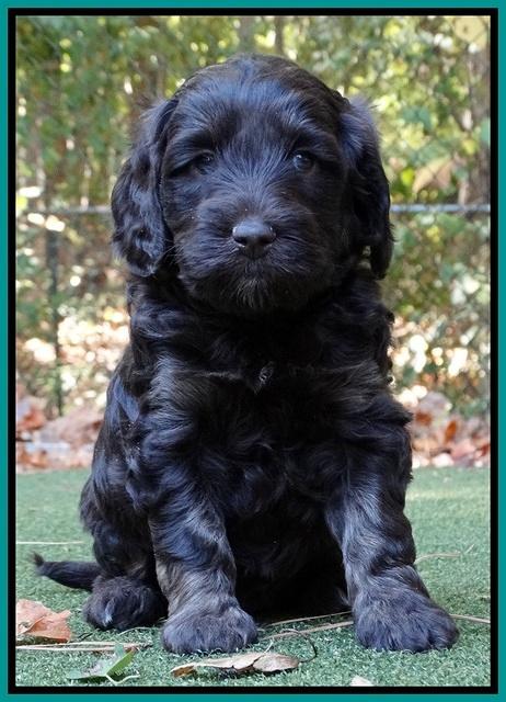 Shelby Duke pups 5 wks old221