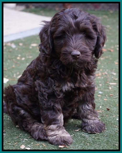 Shelby Duke pups 7 wks old 241