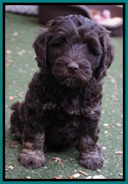 Shelby Duke pups 7 wks old 271