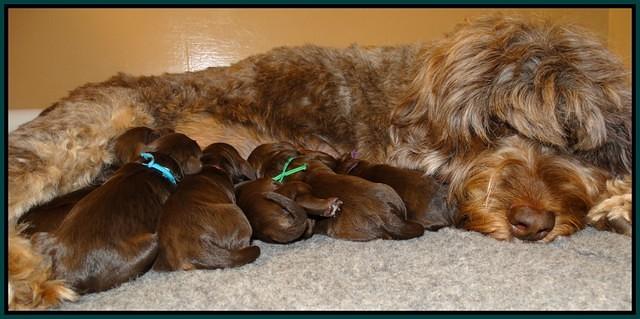 Shelby Duke Newborn puppy 31