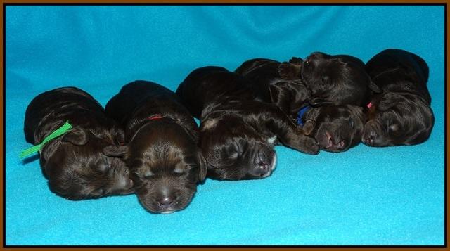 Shelby Duke pups 1 wk old 221