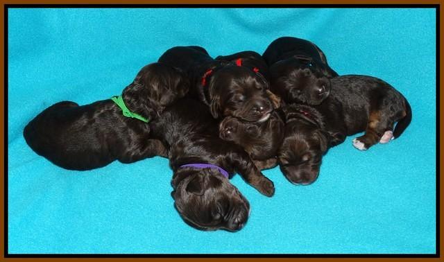 Shelby Duke pups 1 wk old 231