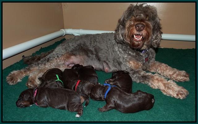 Shelby Duke pups 1 wk old 241
