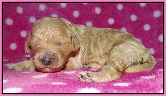 Gem Pitch pups 1 wk old 11