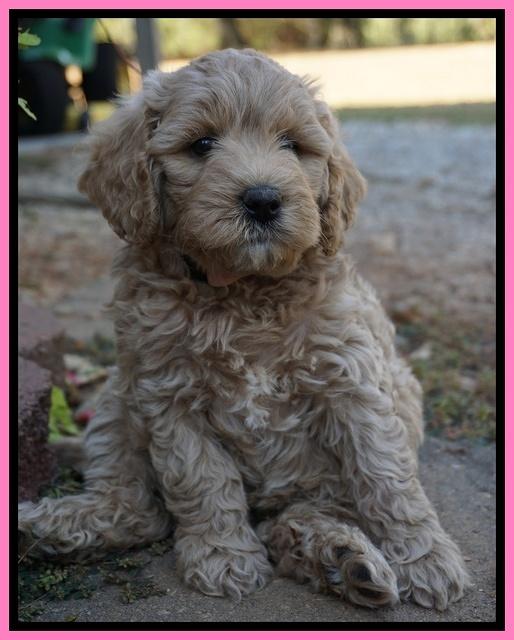 Gem Pitch pups 6 wks old21