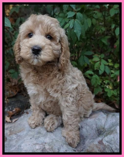 Gem Pitch pups 8 wks old 11