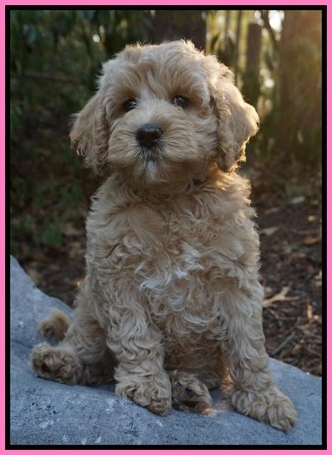 Gem Pitch pups 8 wks old 21