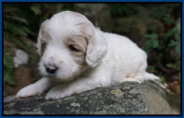 Gem PItch pups 3 wks old11