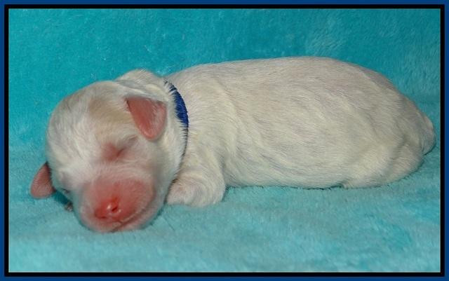Gem Pitch Newborn pups 51