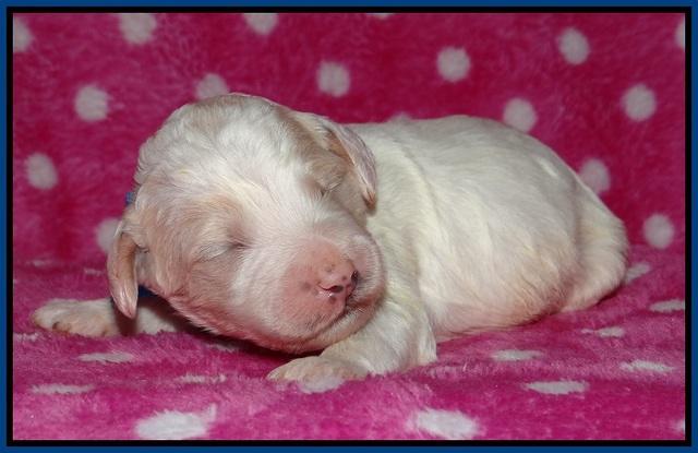 Gem Pitch pups 1 wk old 61