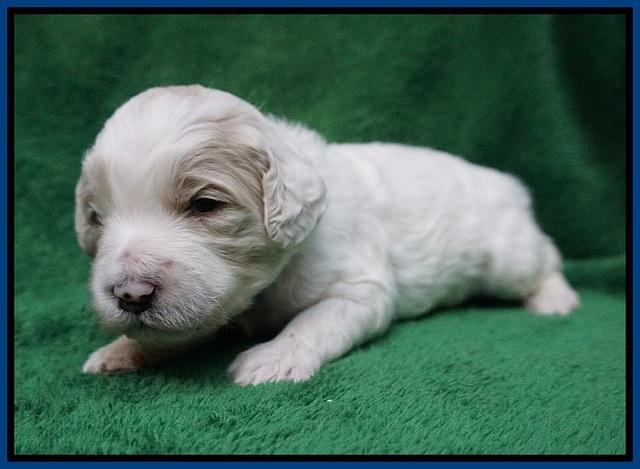Gem Pitch pups 2 wks old 51