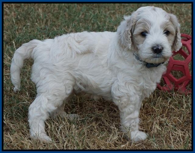 Gem Pitch pups 5 wks old 81