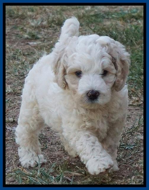 Gem Pitch pups 6 wks old71