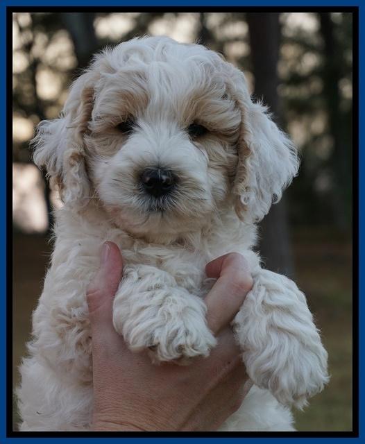 Gem Pitch pups 7 wks old 41