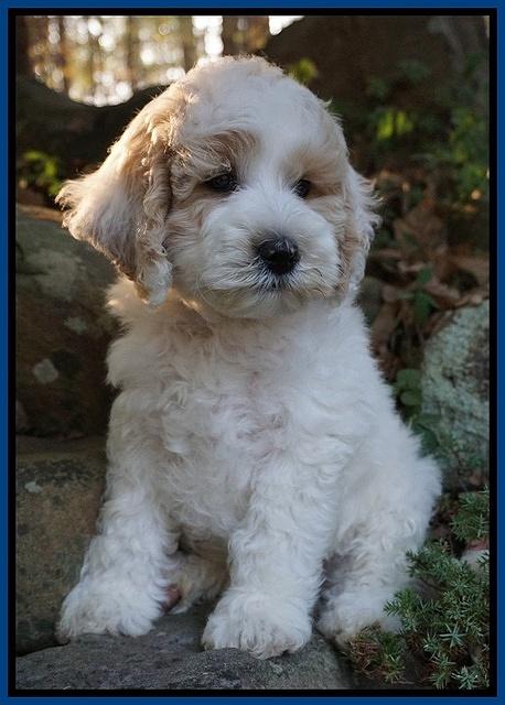Gem Pitch pups 8 wks old 41