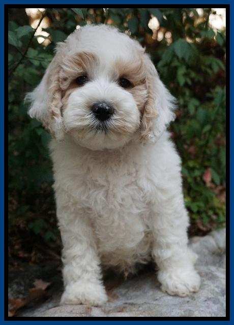 Gem Pitch pups 8 wks old 51