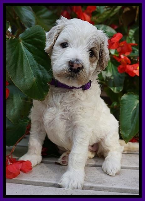 GEm Pitch pups 4 wks old101